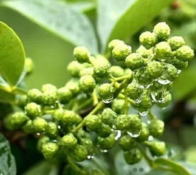 Ganshuyang مكمل عشبي لحماية الكبد | مزيج عشبي وغذائي للشفاء اللطيف للكبد التالف
